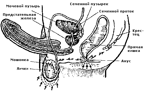 Совершенствование мужской сексуальной энергии - i_013.png