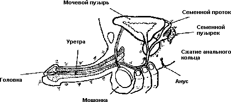 Совершенствование мужской сексуальной энергии - i_026.png