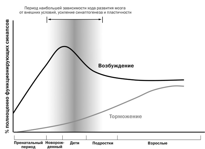 Мозг подростка. Спасительные рекомендации нейробиолога для родителей тинейджеров - i_009.jpg