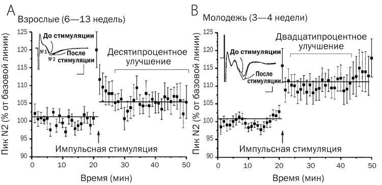 Мозг подростка. Спасительные рекомендации нейробиолога для родителей тинейджеров - i_014.jpg