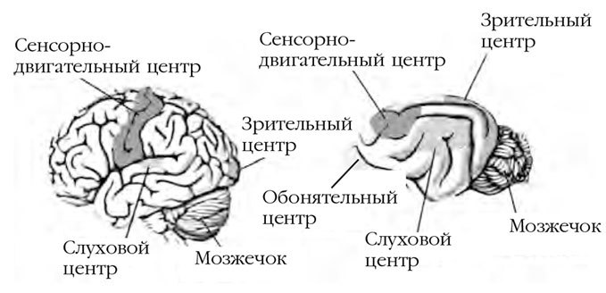 Как воспитать вашу кошку - i_002.jpg