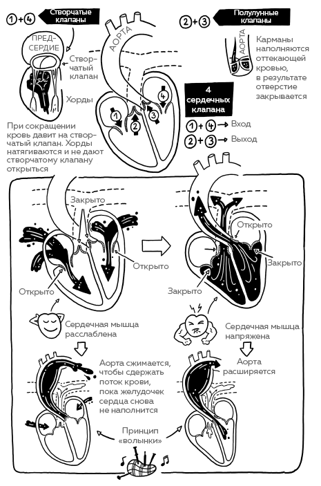 Сердце. Как у тебя дела? - i_021.png