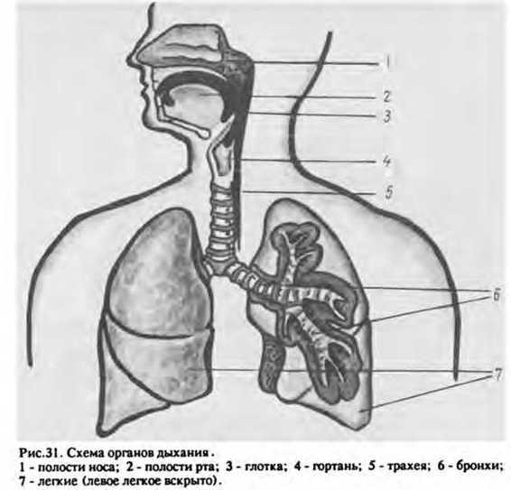 Спутник экстрасенса - _30.jpg