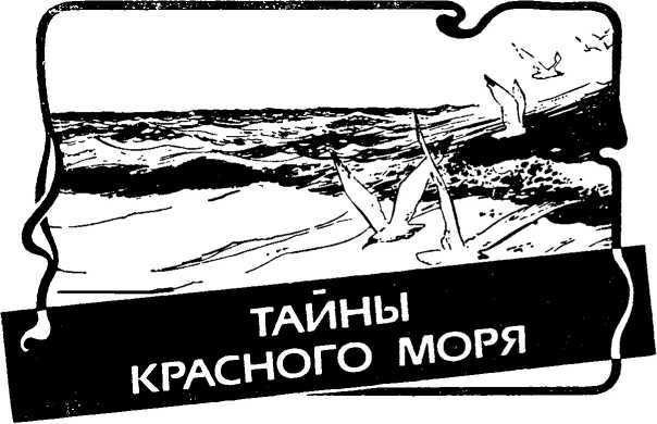 Приключения в Красном море. Книга 1<br />(Тайны красного моря. Морские приключения) - i_003.jpg