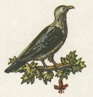 Капитан Крузенштерн - any2fbimgloader12.jpeg