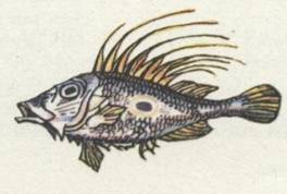 Капитан Крузенштерн - any2fbimgloader28.jpeg