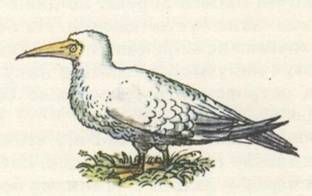 Капитан Крузенштерн - any2fbimgloader46.jpeg