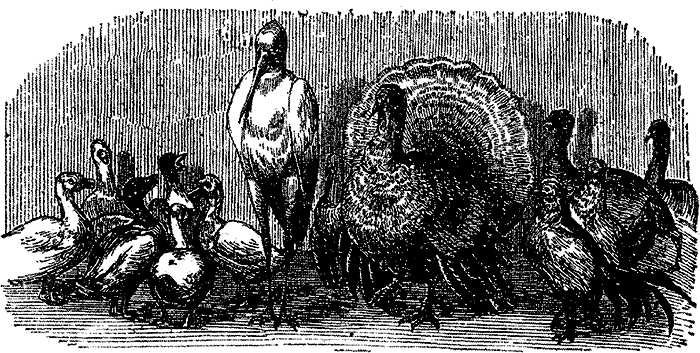 Все сказки Ганса Христиана Андерсена - i_049.png