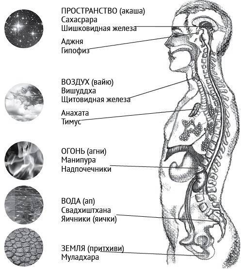 Йога тонкого тела. Руководство по физической и энергетической анатомии йоги - i_001.jpg