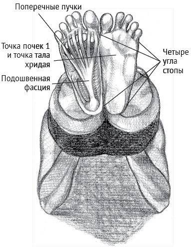 Йога тонкого тела. Руководство по физической и энергетической анатомии йоги - i_002.jpg