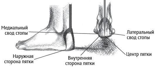 Йога тонкого тела. Руководство по физической и энергетической анатомии йоги - i_003.jpg