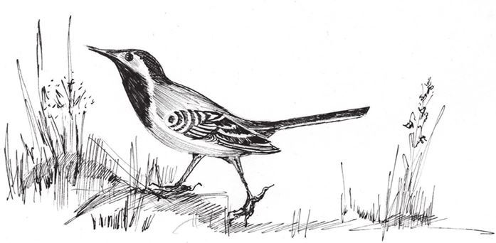 Под старыми кленами (сборник) - i_003.jpg