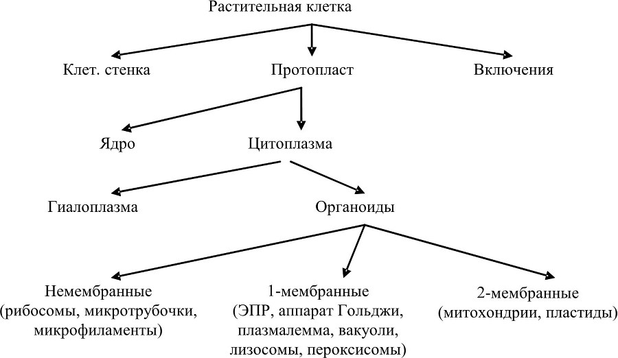 Анатомия и морфология растений - b00000172.jpg