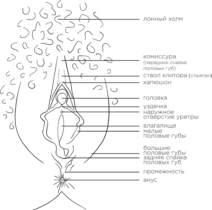 Она кончает первой. Как доставить женщине наслаждение - i_001.png