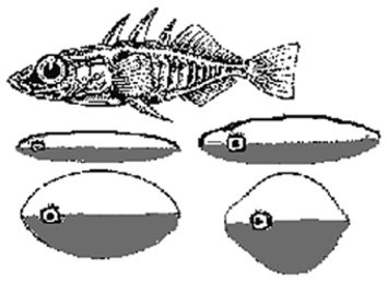 Изображение. Курс лекций - b00000107.jpg