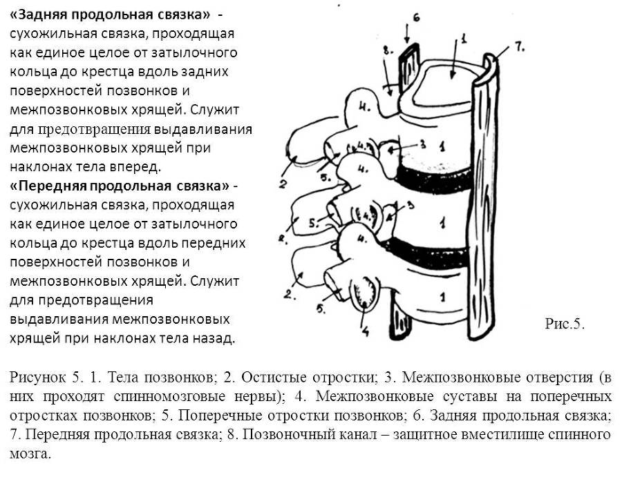 Межпозвонковая грыжа от "А" до "Я". Хрестоматия для «не» врачей, и не только… - _5.jpg