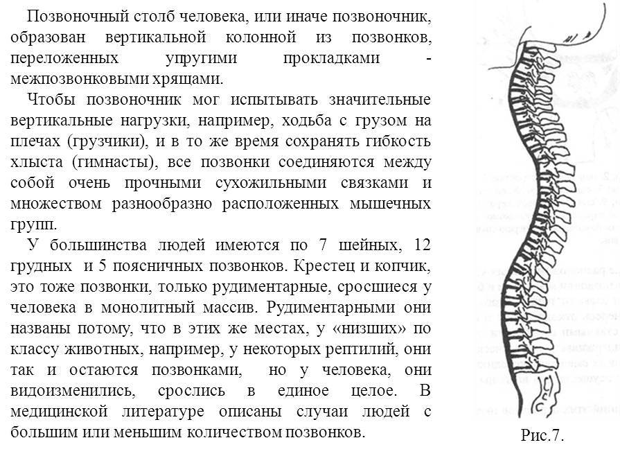 Межпозвонковая грыжа от "А" до "Я". Хрестоматия для «не» врачей, и не только… - _7.jpg