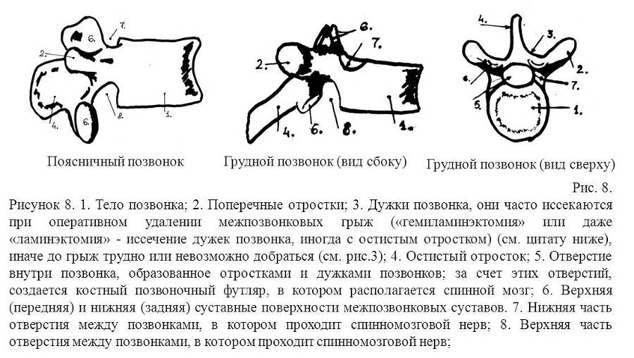 Межпозвонковая грыжа от "А" до "Я". Хрестоматия для «не» врачей, и не только… - _8.jpg