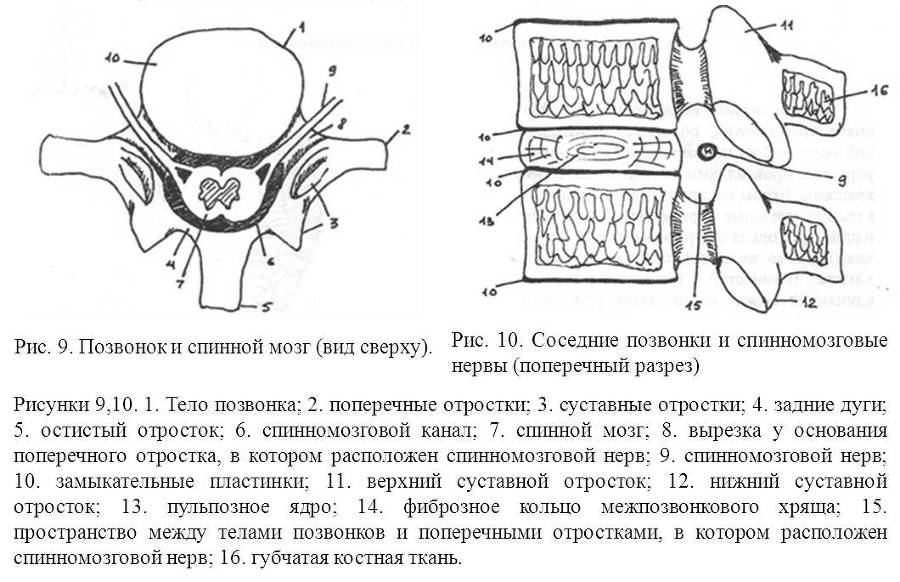 Межпозвонковая грыжа от "А" до "Я". Хрестоматия для «не» врачей, и не только… - _9.jpg