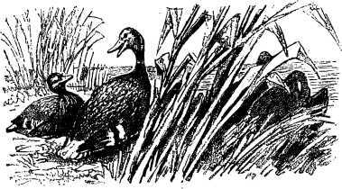 Рассказы и сказки русских писателей - i_047.jpg