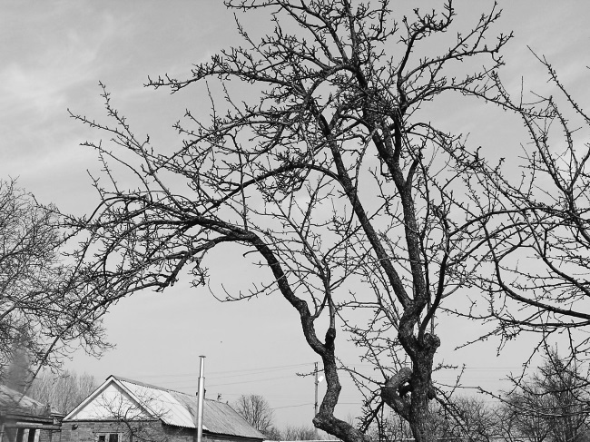 Деликатная обрезка. Почти без секатора - i_013.jpg