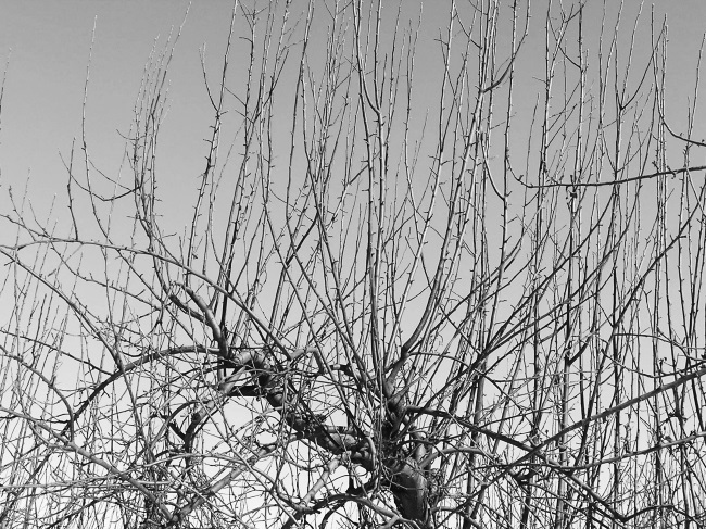 Деликатная обрезка. Почти без секатора - i_014.jpg