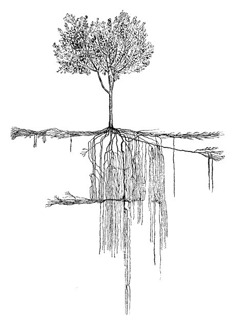 Деликатная обрезка. Почти без секатора - i_015.jpg