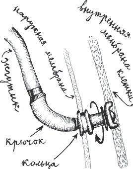 Бионика: подсказано природой - i_015.png