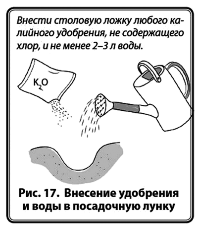 Энциклопедия начинающего огородника и садовода в картинках - i_019.png