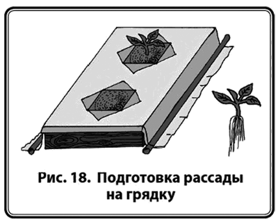 Энциклопедия начинающего огородника и садовода в картинках - i_020.png