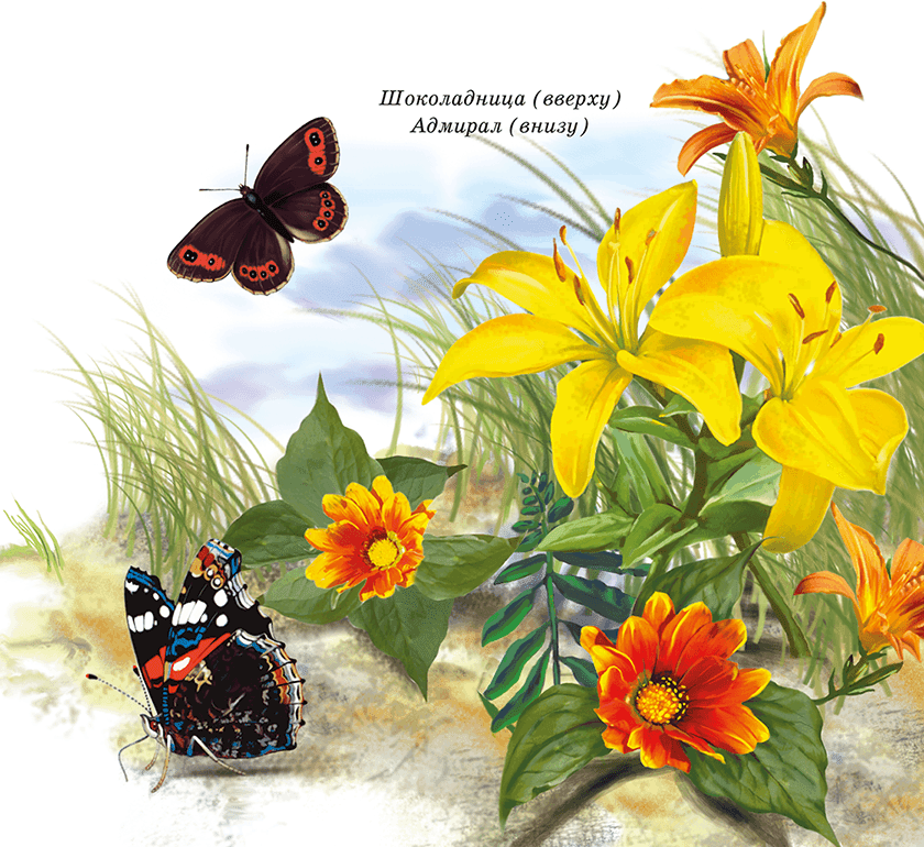 Бабочки - i_002.png