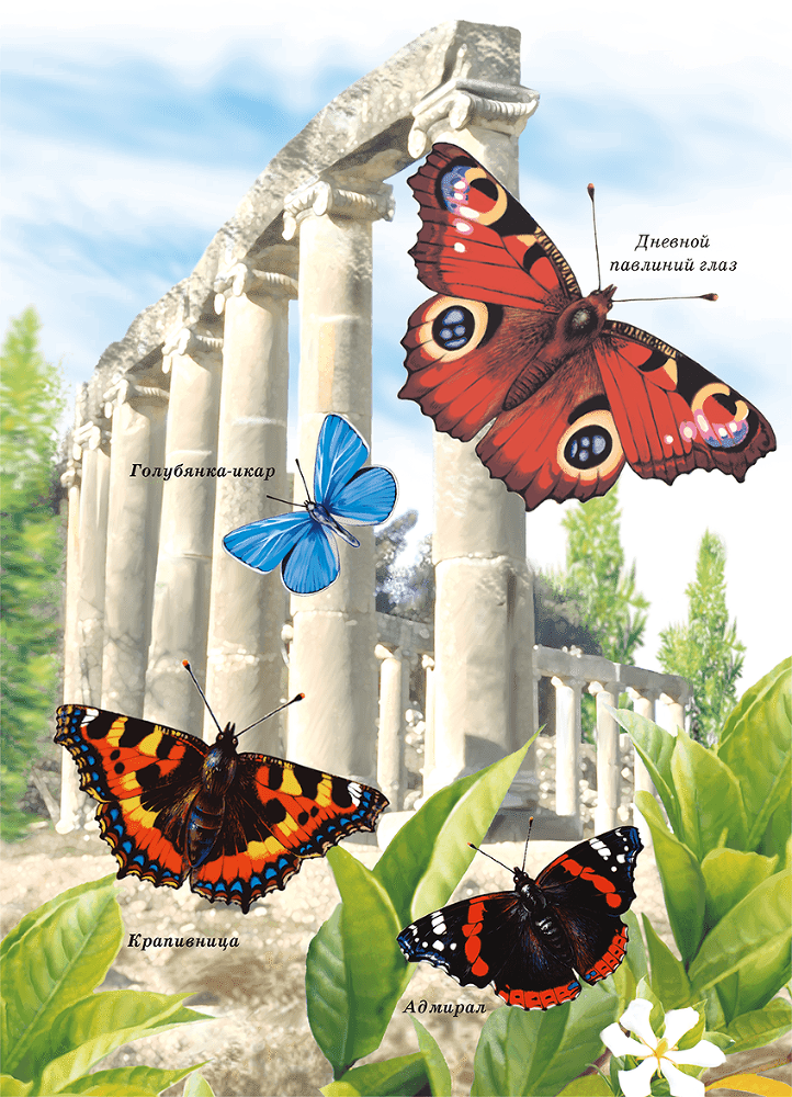 Бабочки - i_003.png