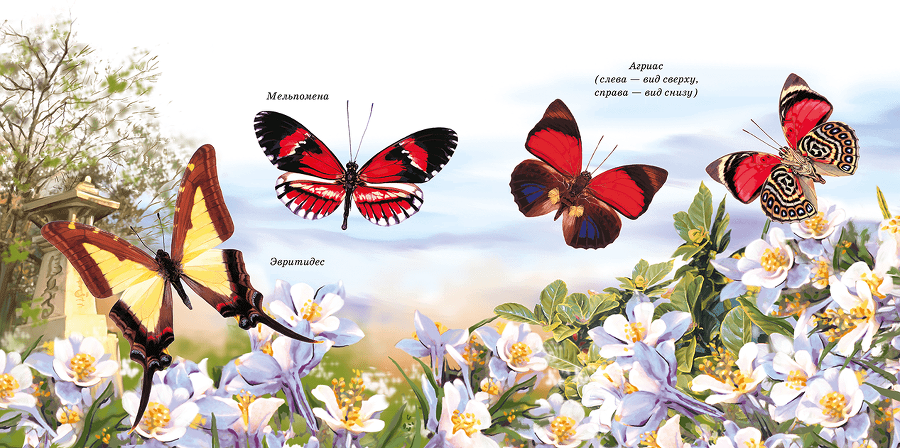 Бабочки - i_005.png