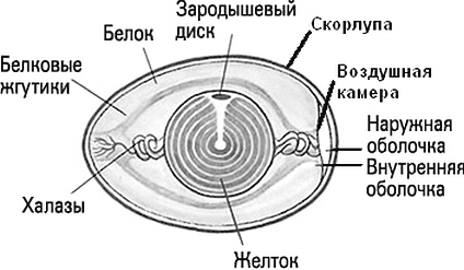 Квантовая биомеханика тела. Методика оздоровления опорно-двигательного аппарата человека. Часть III - i_014.jpg