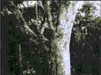 Трагическое послание древних - any2fbimgloader153.jpeg