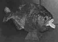 Трагическое послание древних - any2fbimgloader154.jpeg