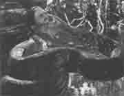 Трагическое послание древних - any2fbimgloader158.jpeg