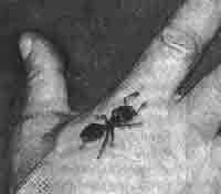 Трагическое послание древних - any2fbimgloader394.jpeg