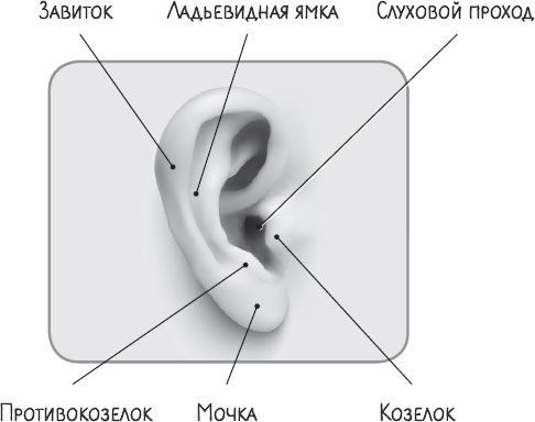 В лабиринтах уха, горла и носа. Скрытые механизмы работы, неочевидные взаимосвязи и полезные знания, которые помогут «дотянуть» до визита к врачу - i_002.jpg