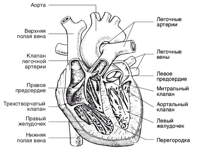 Заболевания сердечно-сосудистой системы. Современный взгляд на лечение и профилактику - i_002.png