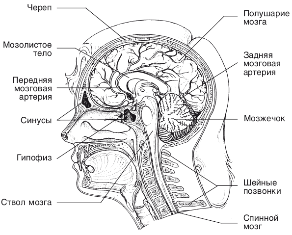 Заболевания сердечно-сосудистой системы. Современный взгляд на лечение и профилактику - i_003.png