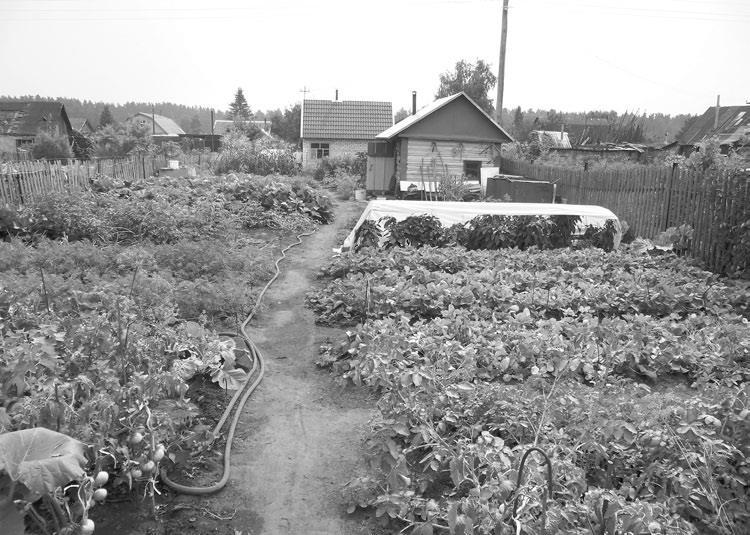 Огород. Как я выращиваю здоровые овощи - i_008.jpg