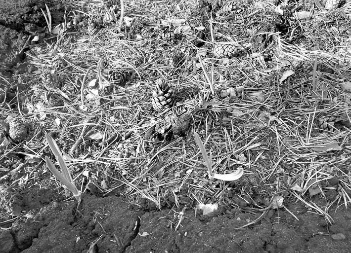 Огород. Как я выращиваю здоровые овощи - i_009.jpg