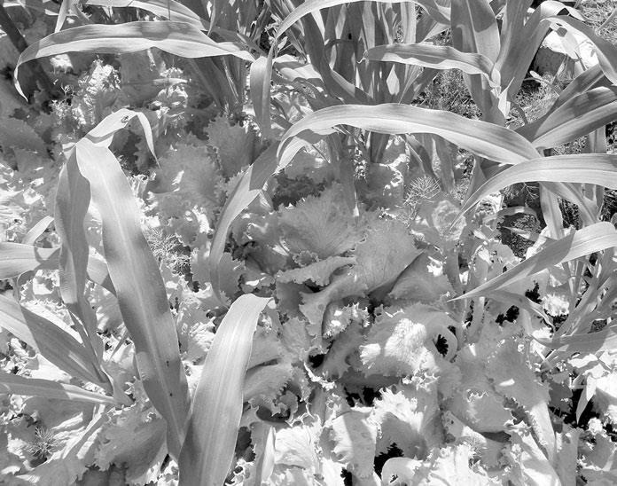 Огород. Как я выращиваю здоровые овощи - i_011.jpg