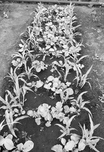 Огород. Как я выращиваю здоровые овощи - i_012.jpg