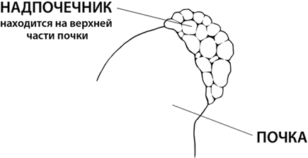 Гормональный баланс - i_002.png