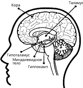 Перенастройте свой встревоженный мозг. Как использовать неврологию страха, чтобы остановить тревогу, панику и беспокойство - i_005.png