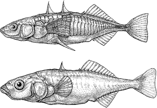 Лагуна. Как Аристотель придумал науку - i_027.png