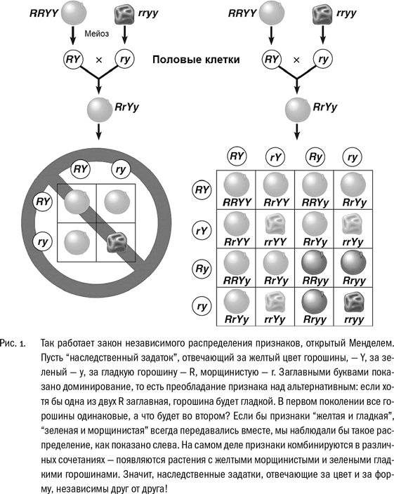 ДНК и её человек - i_002.png