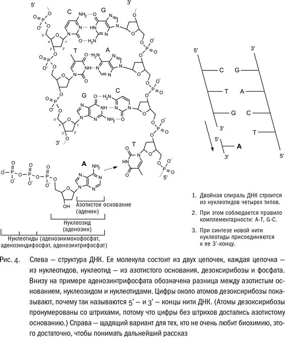 ДНК и её человек - i_005.png